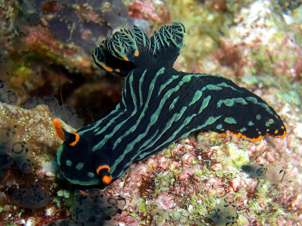 istock Variable Neon Slug (Nembrota Kubaryana) in the filipino sea 1330513907