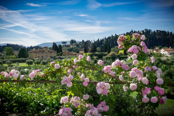 Landscape with pink roses stock photo