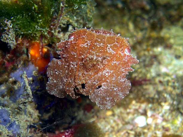istock Cuttlefish (Sepia) in the filipino sea 1330514108