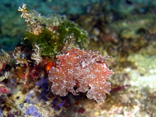 istock Cuttlefish (Sepia) in the filipino sea 1330514109