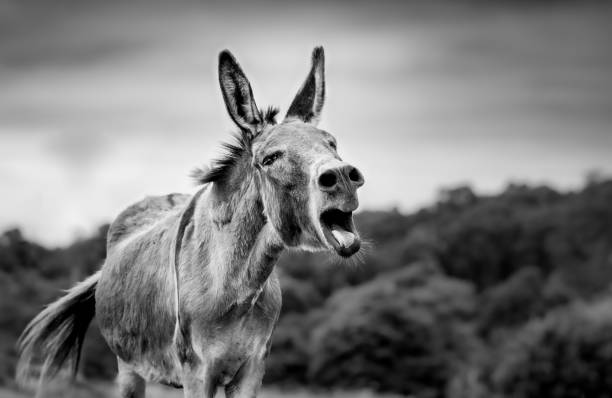 istock Cute donkey, calling, portrait in black and white, outdoors on field. 1330516081