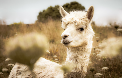 Alpaca on farm, outdoors on a pasture, high grass, animal looking in camera, wonderful friendly animals.