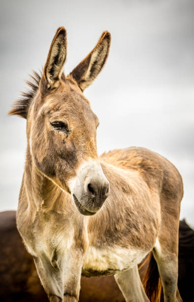 istock Cute donkey looking attentively, portrait, outdoors on field. 1330516099