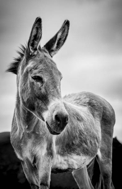 Cute donkey, portrait in black and white, outdoors on field.