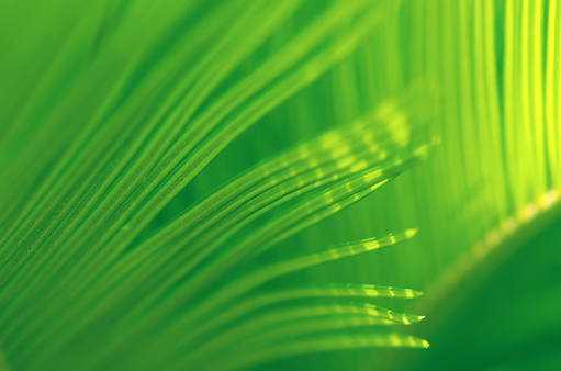 Palm Leaf Abstract Summer Cycad Tropical Sunlight Background Foliate Floral Pattern Green Yellow Striped Light Shadow in a Row Texture Close-Up Selective Soft Focus Macro Photography for presentation, flyer, card, poster, brochure, banner