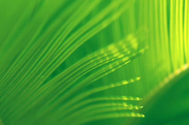 palm leaf abstract lato cycad tropikalne światło słoneczne tło foliate kwiatowy wzór mięta zielony żółty pasiasty cień światła w rzędzie tekstura close-up selektywne soft focus macro photography - sunlight dappled summer leaf zdjęcia i obrazy z banku zdjęć