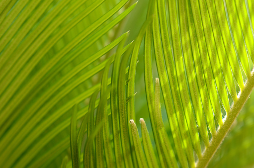 Young Chinese windmill palm (Trachycarpus fortunei) or Chusan palm against sun in city park of Sochi.  Close-up of beautiful green leaves