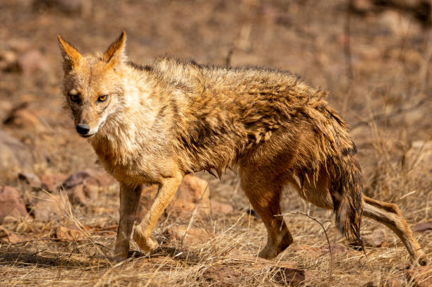 Indian jackal or Canis aureus indicus or golden jackal in action at ranthambore national park or tiger reserve sawai madhopur rajasthan india Indian jackal or Canis aureus indicus or golden jackal in action at ranthambore national park or tiger reserve sawai madhopur rajasthan india keoladeo stock pictures, royalty-free photos & images