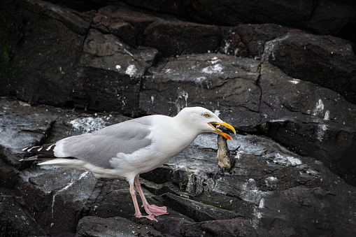 Herring Gull eating a Guillemot or Razorbill chick in the Farne Islands, Northumberland, England