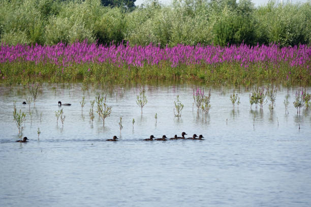 Landscape of nature reserve Tiengemeten Zuid-Holland tiengemeten stock pictures, royalty-free photos & images