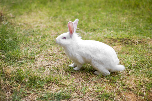 istock Cute, soft and furry 1330521770