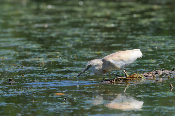 istock Squacco heron fishing (Ardeola ralloides) 1330523268