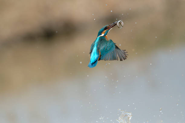 istock Kingfisher fishing (Alcedo atthis) 1330523326