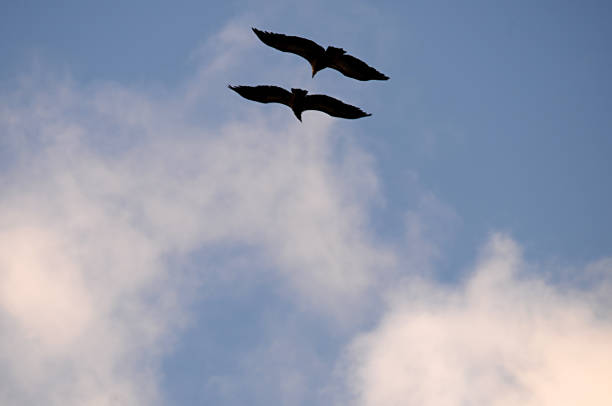 istock Wild birds in their environment 1330524064