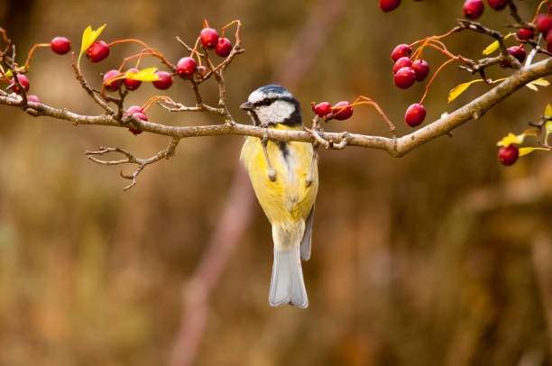istock Wild birds in their environment 1330524070