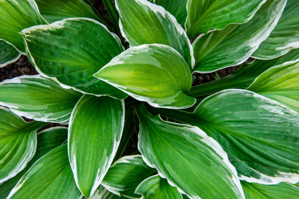 istock Hosta leaves floral pattern background. Lush green hosta foliage top view. 1330524579