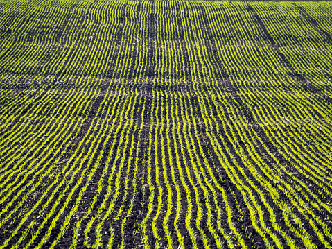Horizontal landscape photo of young, green wheat seedlings growing in rows in dark brown earth in a large paddock on a farm in country NSW near Lismore