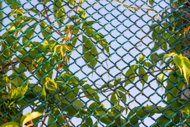 istock Decorative grapes twine around the fence. 1330525208