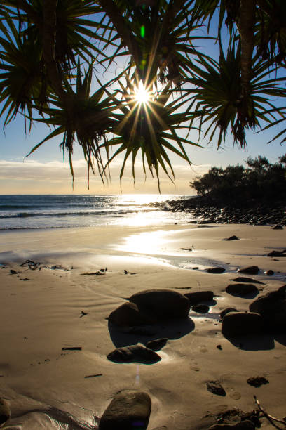 sunrise at the beach looking through pandanus tree with sun star burst. wet sand and rocks on the beach. yamba nsw australia. - yamba imagens e fotografias de stock