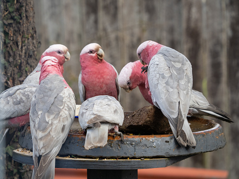 Horizontal closeup photo of a group of lively wild Galahs perched on a bird feeding tray eating native bird seed, in a garden in countryside NSW near Armidale