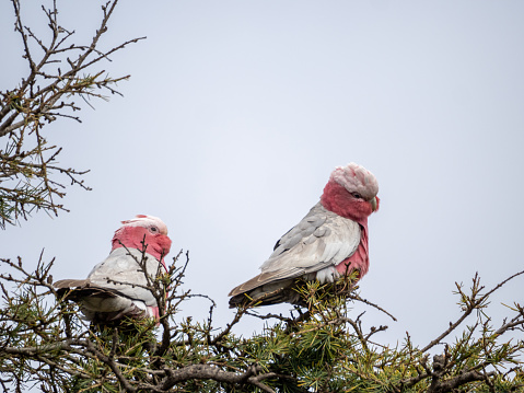 Horizontal closeup photo of two pink and grey wild Galahs perched on a branch on top of a Cypress tree.