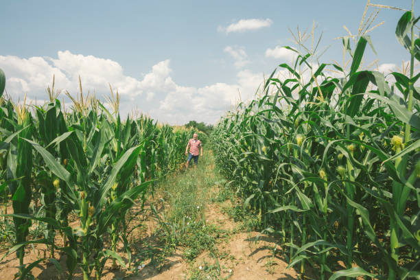 istock Abundant growing corn agricultural field 1330529832