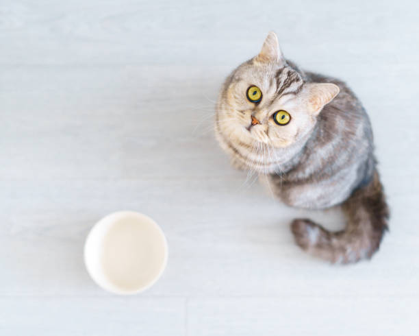 istock Top view scottish hungry cat wants to eat, looking pitifully kitten siting in kitchen floor and waiting 1330530518