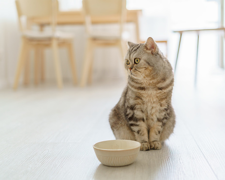 Adorable grey Scottish hungry cat wants to eat, looking away pitifully kitten siting in kitchen floor and waiting for owner to pour dry food into an empty bowl. Domestic animals concept