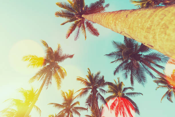 istock Tropical palm tree with sun light on sunset sky and cloud abstract background. 1330531570