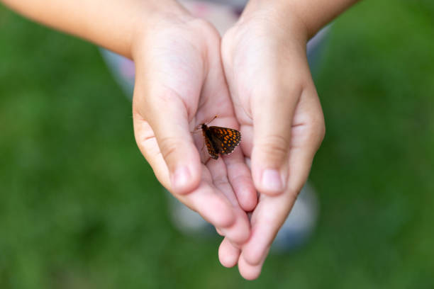 istock Black and orange butterfly in children's hands 1330532747