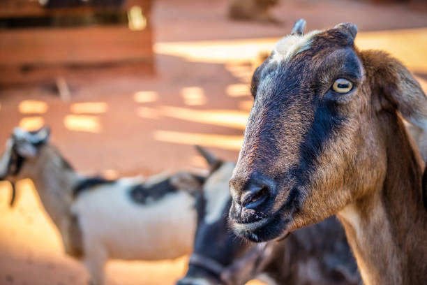 istock A Spanish Goat inside the ranch of Orlando, Florida 1330532954