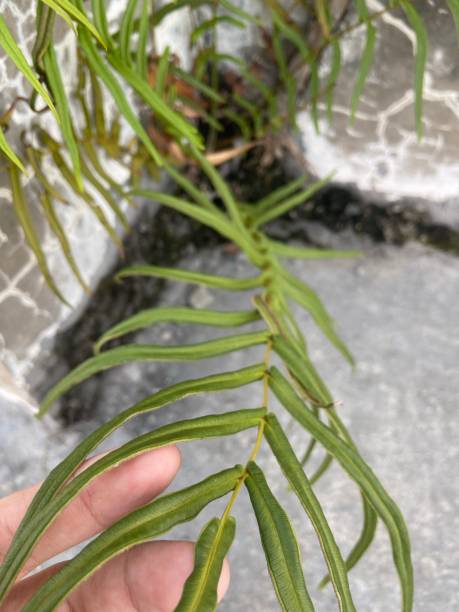 istock Green Plant on Rooftop 1330535307