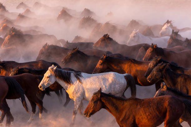 istock Horses running and kicking up dust 1330535472