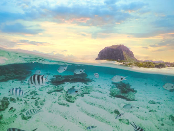 Tropical transparent ocean with tropical fish, Le Morne mountain and beach in Mauritius. Split view stock photo