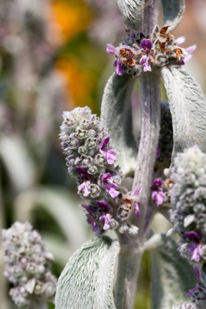 istock purple flowers in the summer 1330538249