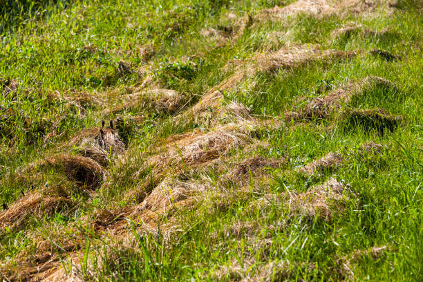 istock mown and dried grass for animal feed 1330538284