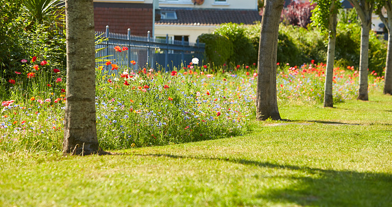 Flower bed of wildflower meadow in the Summer sunshine with trees, Cornflowers, Poppies, Cow Parsley, red flax flower and green grasse.Flower bed of wildflower meadow in the Summer sunshine with trees, Cornflowers, Poppies, Cow Parsley, red flax flower and green grasse.