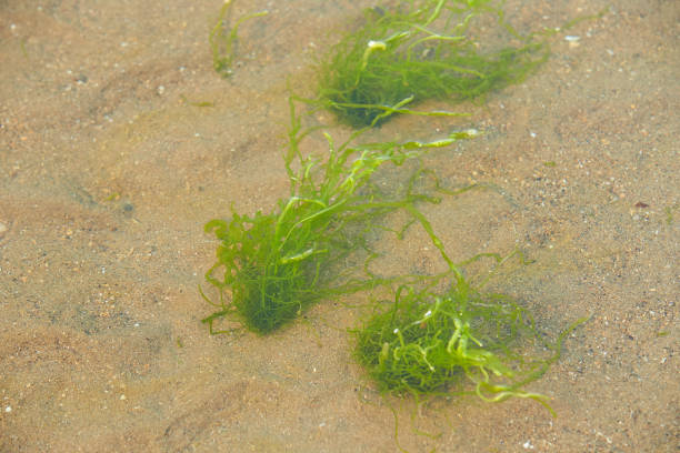 istock Yellow sand with bright green algae. Green algae from Irish Sea. Close Up background texture 1330540322