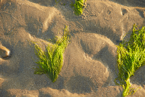 Yellow sand with bright green algae. Green algae from Irish Sea. Close Up background textureYellow sand with bright green algae. Green algae from Irish Sea. Close Up background texture
