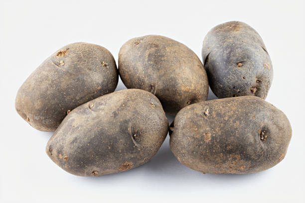 istock Fresh purple potatoes isolated on a white background. 1330540725