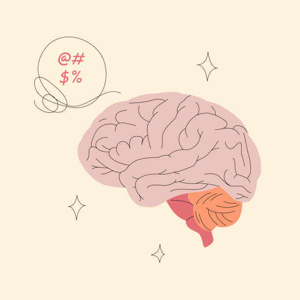 ilustrações de stock, clip art, desenhos animados e ícones de human brain vector illustration - lobe