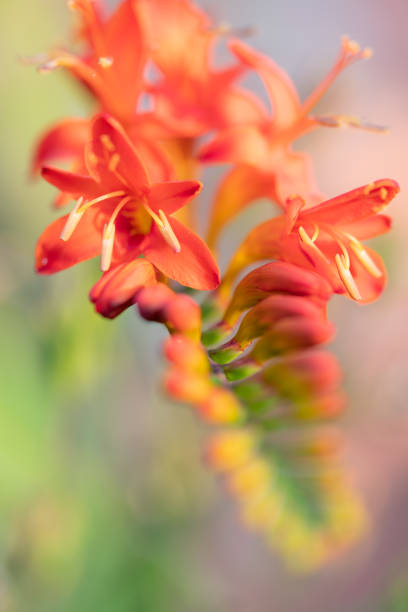 istock Spectacular Crocosmia Flower 1330541970