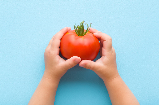 Baby hands holding red big tomato on light blue table background. Pastel color. Fresh vegetable. Closeup. Point of view shot. Top down view.