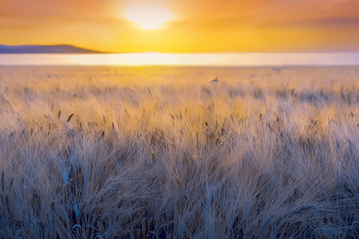 Closeup of ripe barley ears with long fuzzy beards in a field during sunset