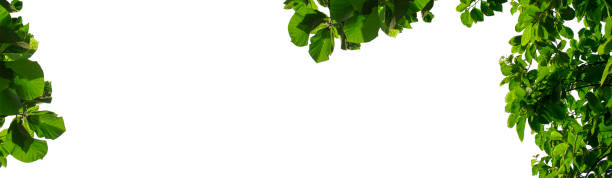 istock Green leaves and branches isolated on a white background. 1330543334