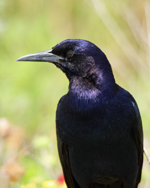 istock Close-up of a common grackle faced sideways 1330543413