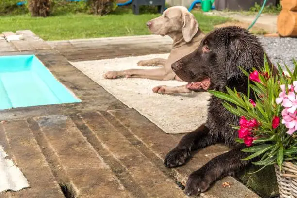 Flat coated retriever dog breed by the home pool. Hunting dog in the garden. Hot summer day by the pool.