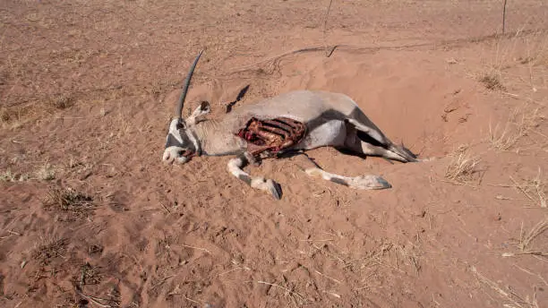 Photo of Carcass of an oryx or gemsbok in the Namibian desert.  It looks like the animal's horn hot stuck in the fence and he could not free himself.