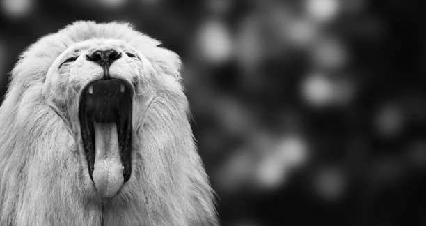 isolated white roaring lion on abstract black background, big cat as a powerful predator, close up of the head, king of the animals