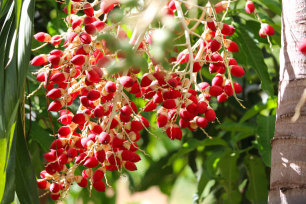 istock Lipstick palm seed on tree bright color decoration in the garden 1330544592